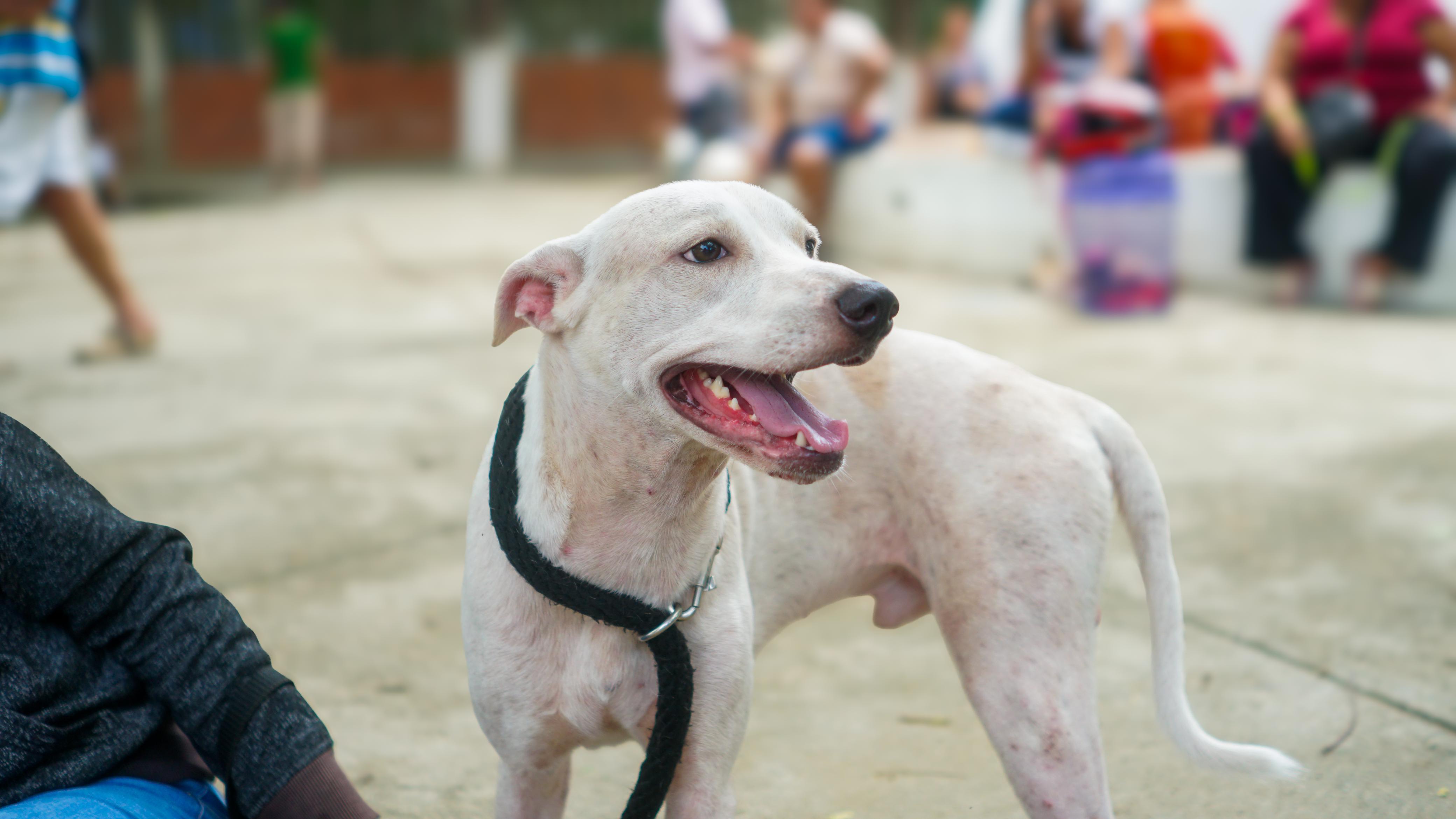 **Éxito en la jornada de esterilizaciones: Un paso firme hacia el bienestar animal en Santa Marta**