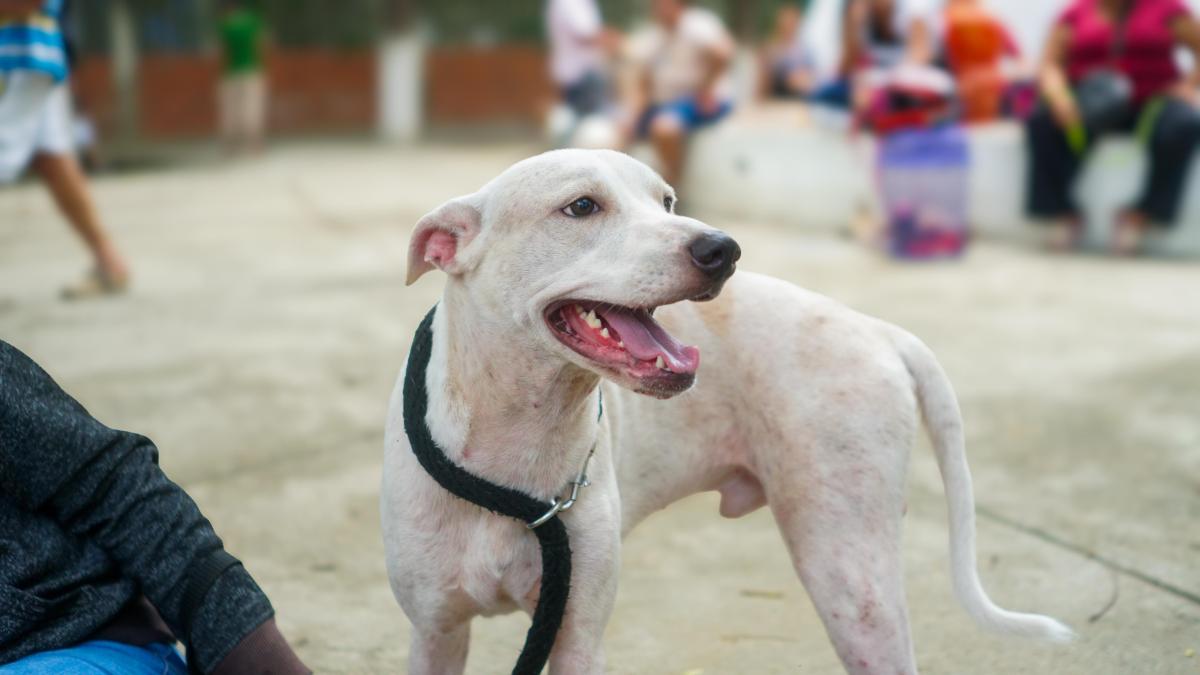 **Éxito en la jornada de esterilizaciones: Un paso firme hacia el bienestar animal en Santa Marta**