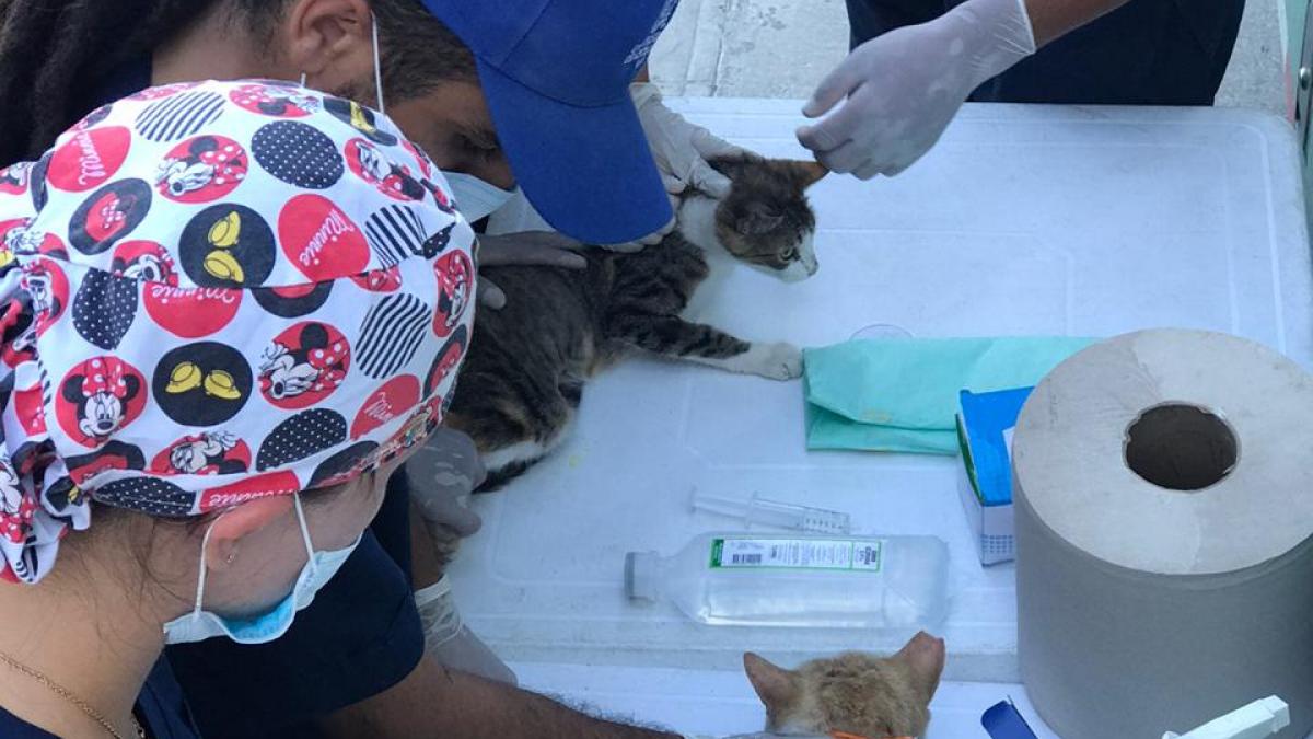 Brigada de atención médica animales en condición de calle en el Parque Deportivo  Bolivariano